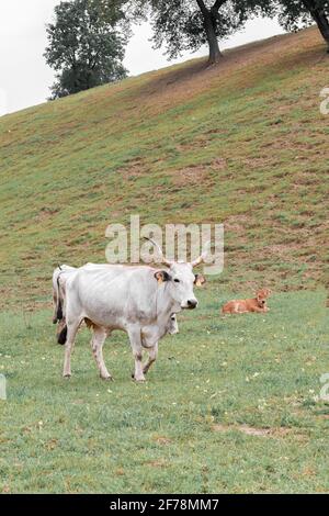 Les vaches sont en pâturage dans le champ d'automne Banque D'Images