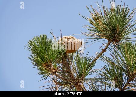 Le cône de pin d'un Pinus radiata, le pin de Monterey, l'insignis ou le pin de radiata, est une espèce indigène de la côte centrale de la Californie et du Mexique (Guadalup Banque D'Images