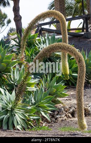 Agave attenuata est une espèce d'agave communément connue sous le nom de la queue de boeuf, de la queue du lion ou de l'agave du col du cygne pour son développement d'une inflorescence incurvée, u Banque D'Images