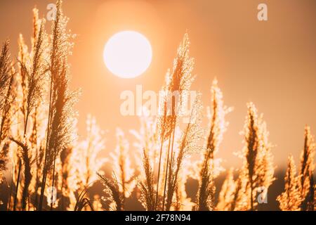 Belle herbe sèche au coucher du soleil. Shining solaire. Soleil et plantes sauvages. Nature au lever du soleil Banque D'Images