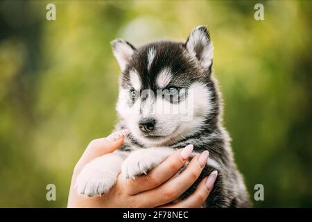 Husky Puppy de quatre semaines de couleur blanc-gris-noir assis entre les mains de Propriétaire Banque D'Images