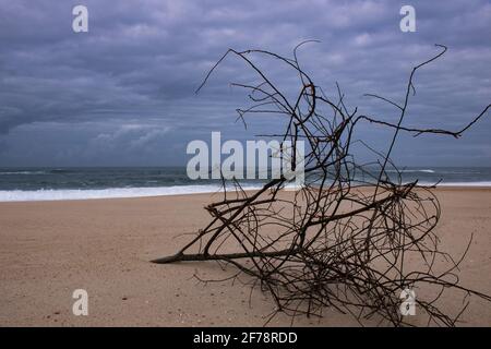 Grande branche séchée de l'arbre apportée à la rive par les courants de mer et couché sur le sable dans la plage vide avec l'océan en arrière-plan. Plage de Quiaios Banque D'Images