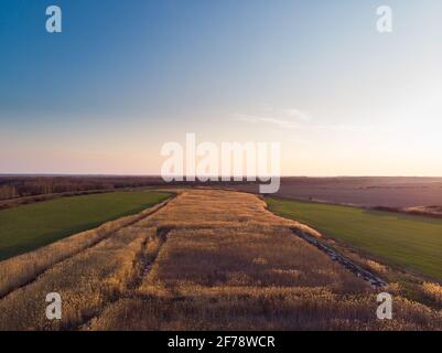 Magnifique vue de drone aérienne au coucher du soleil d'un champ jaune-vert Banque D'Images