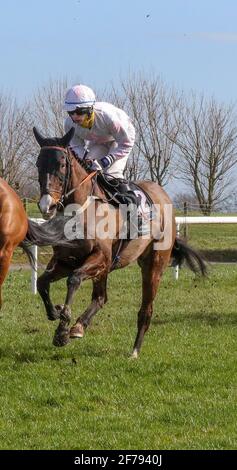 Courses hippiques au Royaume-Uni et en Irlande. Down Royal Racecourse, Lisburn, Irlande du Nord. 17 mars 2021, Réunion nationale de chasse de la Saint-Patrick. Bluegrasshorsefeed.com Maiden course de haies, tenue derrière des portes fermées. Le cheval de course Drumbaragh est monté par P J O'Hanlon, formé par Nigel Carolan et détenu par James Carolan. Banque D'Images