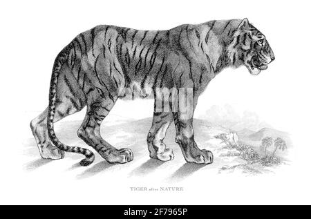 Portrait d'un tigre dans la nature Illustration gravée Banque D'Images