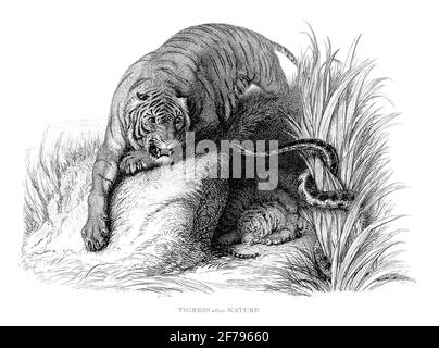 Tigre femelle, tigress avec un serpent dans la nature gravé Illustration Banque D'Images