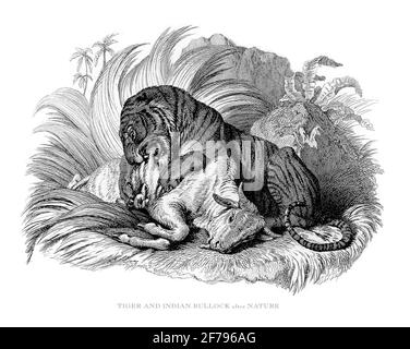 Illustration gravée de tigre et de taureau indien Banque D'Images