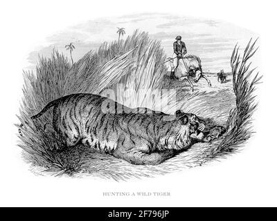 Chasse d'un tigre sauvage dans la nature Illustration gravée Banque D'Images