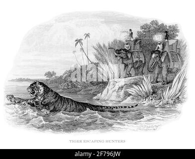 Chasseur de tigre s'échappant Illustration gravée stoc Banque D'Images