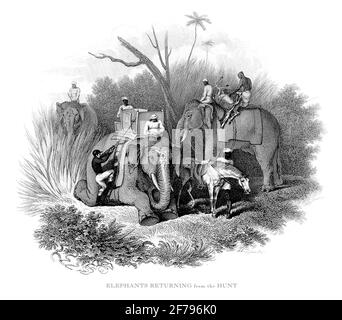 Éléphants, chasseurs et guides revenant d'une partie de chasse Illustration gravée Banque D'Images