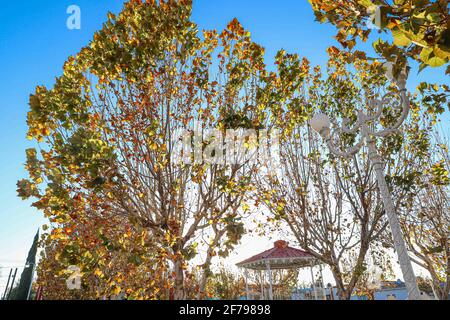 plaza y kiosco en Huachineras, Sonora, Mexique, , automne. Jaune rouge vert feuilles. Objet de la nature ... (Photo de Luis Gutierrez / Norte photo) Huachineras, Sonora, Mexico.Otoño. Hojas de color verde rojo amarillo. Ojeto de la naturaleza... (Photo par Luis Gutierrez / Norte photo) Banque D'Images