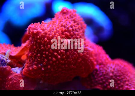 Rouge Discosoma champignon brillant corail mou - Discosomatidae sp. Banque D'Images