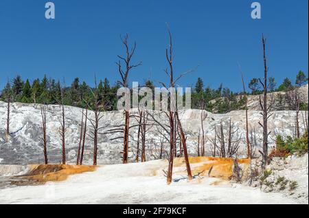 Mammoth Hot Springs avec arbres morts, parc national de Yellowstone, Wyoming, États-Unis d'Amérique (USA). Banque D'Images