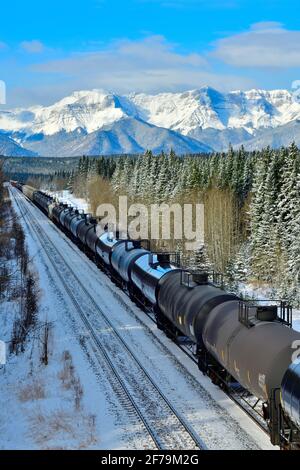 Image verticale d'un train de marchandises canadien National chargé de wagons-citernes se déplaçant dans une zone boisée des montagnes rocheuses de l'Alberta Canada. Banque D'Images