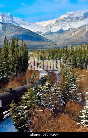 Un train de marchandises canadien National chargé de wagons-citernes à huile qui traverse une zone boisée dans les montagnes rocheuses de l'Alberta au Canada. Banque D'Images