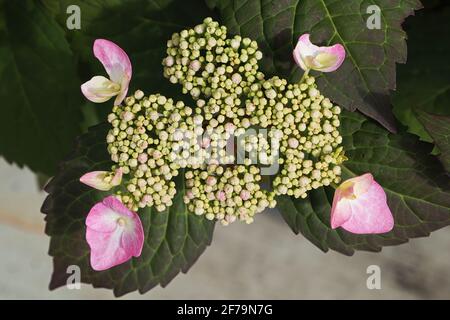 Un groupe de bourgeons d'hortensia sur le point de fleurir sur le arêtes Banque D'Images