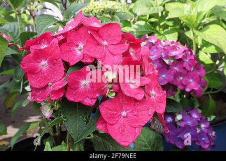 Un groupe de fleurs d'hortensia roses qui se transforment en violet Banque D'Images