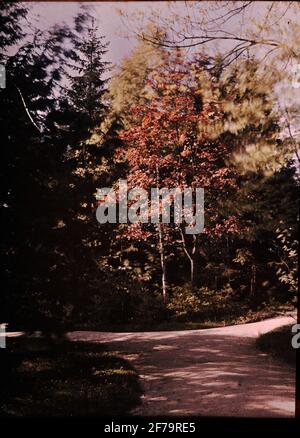 Lumières autochrome. Livre rouge M. Dans Dr. Römpler. Parc de Görbersdorf. Photographié en avril 1910. Banque D'Images