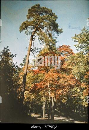 Lumières autochrome. Hagaparken, Stockholm. Photographié en septembre. 1913. Banque D'Images