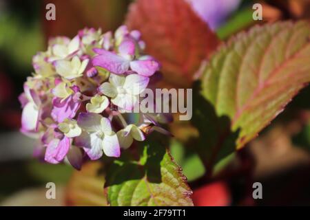 Gros plan des hortensias bicolores blancs et roses Banque D'Images