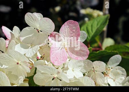 Gros plan des hortensias bicolores blancs et roses Banque D'Images