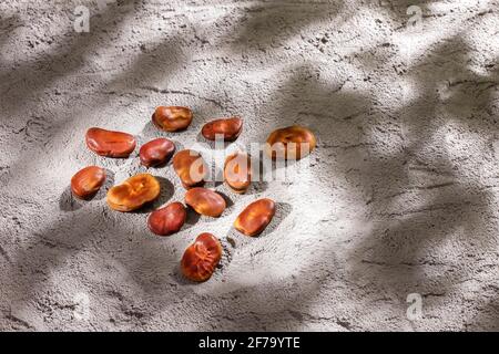 Fava haricots secs bruns - Vicia faba L. Banque D'Images