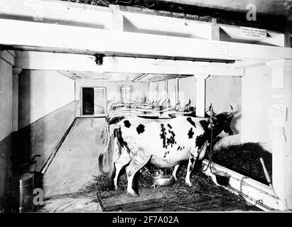 Bâtiment et séjour 'exposition à Liljevalchs Konsthall 1925.' Grange telle qu'elle devrait être '? La partie de l'association de protection incendie de l'exposition. Banque D'Images