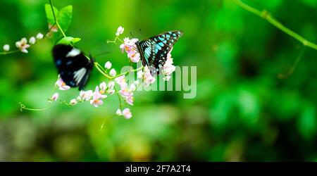 Papillons et fleurs roses sur fond de plantes vertes. Concept du printemps ou de la nature. Banque D'Images