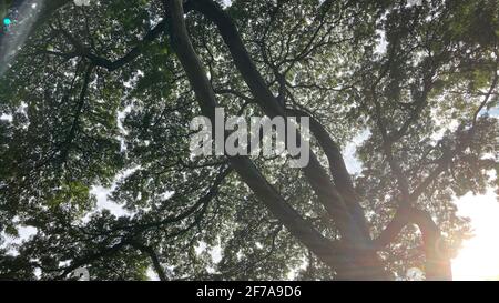 Vue à angle bas en regardant vers le haut les branches d'un arbre dans la lumière du soleil de début de matinée Banque D'Images