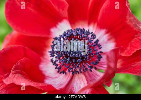 Gros plan de la fleur rouge qui pousse en serre sur fond de champ Banque D'Images