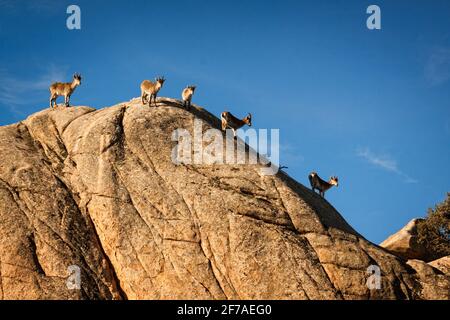 Chèvres sauvages sur une pierre à la Pedriza, Espagne. Paysage rural et de montagne dans le parc national de la Sierra de Guadarrama Banque D'Images