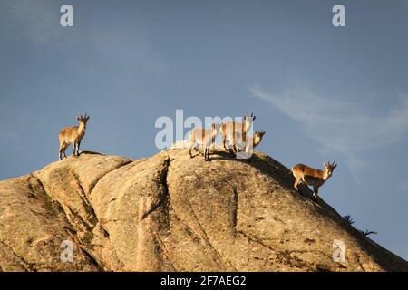 Chèvres sauvages sur une pierre à la Pedriza, Espagne. Paysage rural et de montagne dans le parc national de la Sierra de Guadarrama Banque D'Images