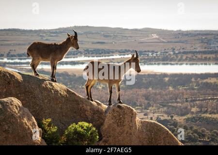 Chèvres sauvages sur une pierre à la Pedriza, Espagne. Paysage rural et de montagne dans le parc national de la Sierra de Guadarrama Banque D'Images