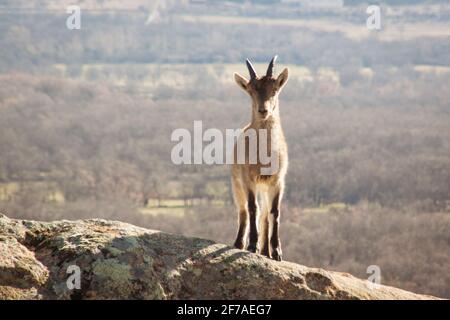 Chèvres sauvages sur une pierre à la Pedriza, Espagne. Paysage rural et de montagne dans le parc national de la Sierra de Guadarrama Banque D'Images