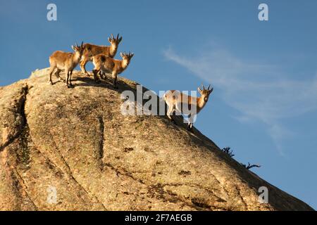 Chèvres sauvages sur une pierre à la Pedriza, Espagne. Paysage rural et de montagne dans le parc national de la Sierra de Guadarrama Banque D'Images