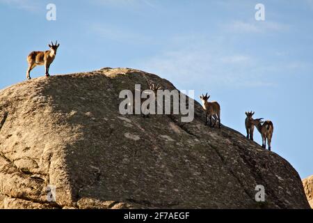 Chèvres sauvages sur une pierre à la Pedriza, Espagne. Paysage rural et de montagne dans le parc national de la Sierra de Guadarrama Banque D'Images