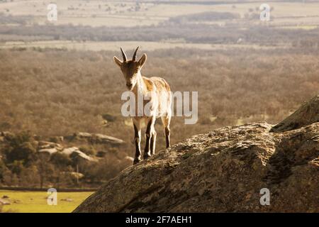 Chèvres sauvages sur une pierre à la Pedriza, Espagne. Paysage rural et de montagne dans le parc national de la Sierra de Guadarrama Banque D'Images