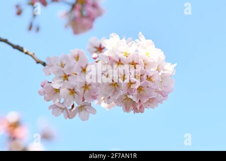 Fleurs de cerisier japonais 'Somei Yoshino' à l'avant du ciel bleu Banque D'Images