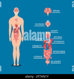 corps humain interne Illustration de Vecteur