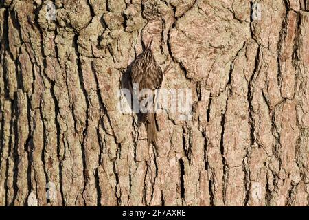 Le Creeper brun (Certhia americana) escalade un tronc d'arbre à long Island, New York Banque D'Images