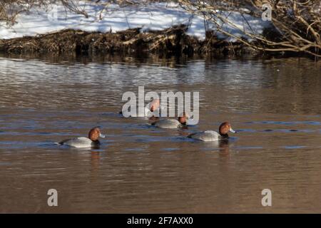 Canards REDHEAD (Aythya americana) sur un lac en hiver, long Island, New York Banque D'Images