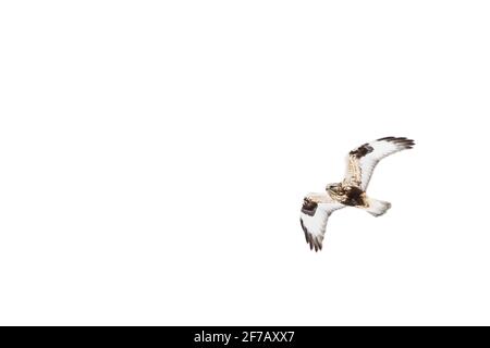 Buse à pattes brutes (Buteo lagopus) en vol, long Island, New York Banque D'Images