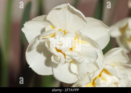 Gros plan d'une fleur blanche d'une jonquille à double fleur avec un arrière-plan flou dans un jardin hollandais au printemps. Famille Amaryllis (Amaryllidaceae). Banque D'Images