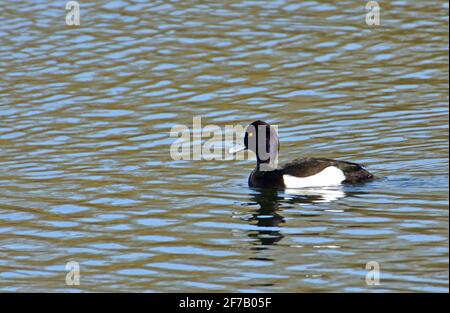 Canard touffeté nageant sur l'eau avec réflexion. Banque D'Images