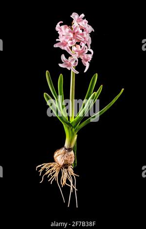 Jacinthe rose avec oignon, feuilles et fleurs isolées sur le noir Banque D'Images