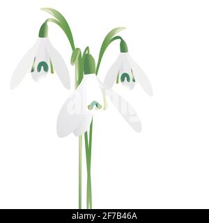 Trois snowdrop printemps fleurs isolé sur fond blanc Illustration de Vecteur