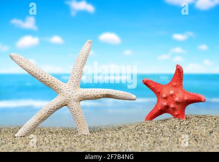 Deux étoiles de mer sur une plage de sable. Banque D'Images