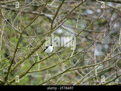 une paruline à tête noire est placée en haut parmi les branches tout en chantant pour attirer un ami Banque D'Images