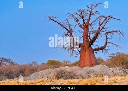 Le Baobab, Adansonia digitata, Kubu Island, mer Blanche de sel, Lekhubu, Makgadikgadi Pans National Park, Botswana, Africa Banque D'Images