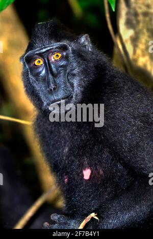 Macaque, Célébes macaque à crête, Macaque à crête noire, Macaca nigra, Réserve naturelle de Tangkoko, Nord Sulawesi, Indonésie, Asie Banque D'Images